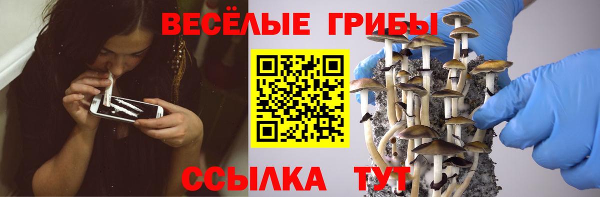 Галлюциногенные грибы Magic Shrooms  Галлюциногенные грибы Psilocybine cubensis  Саки 